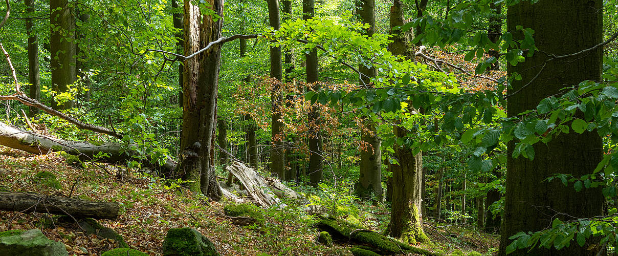 Ein kleiner Hang im Wald 