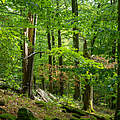 Ein kleiner Hang im Wald 