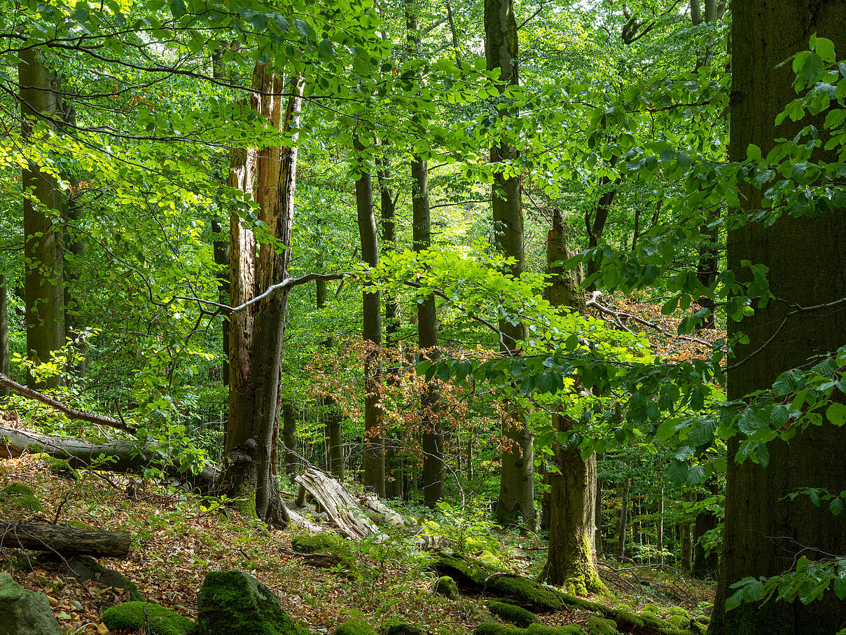 Ein kleiner Hang im Wald 