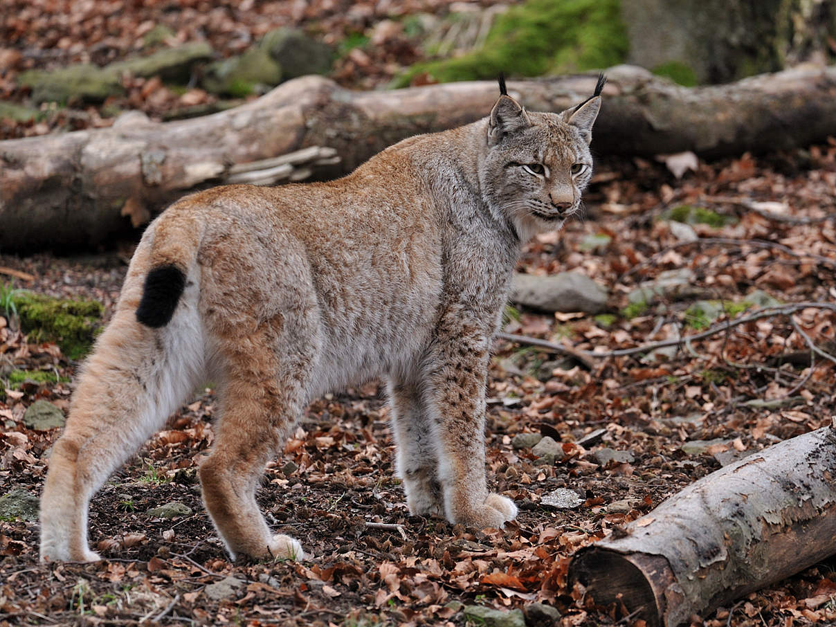 Luchse sind Einzelgänger © Ralph Frank / WWF