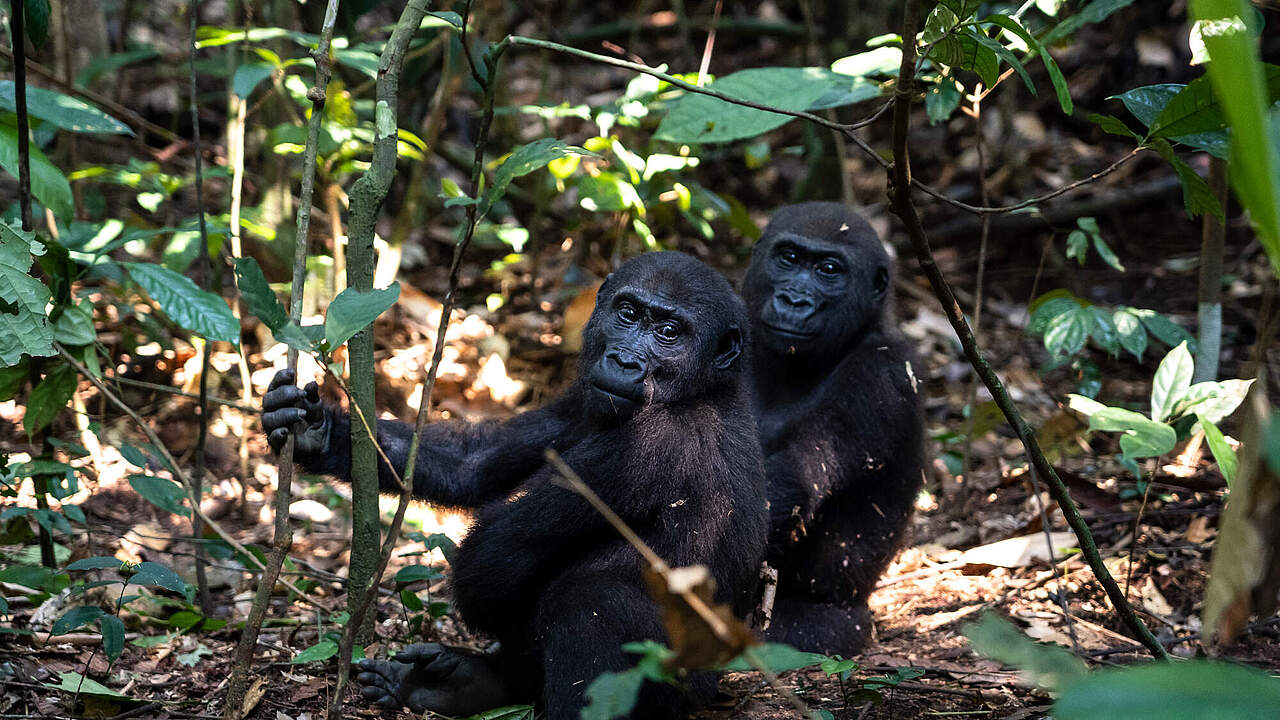 Zwei habituierte Flachlandgorillas in Dzanga-Sangha © Andy Isaacson / WWF US