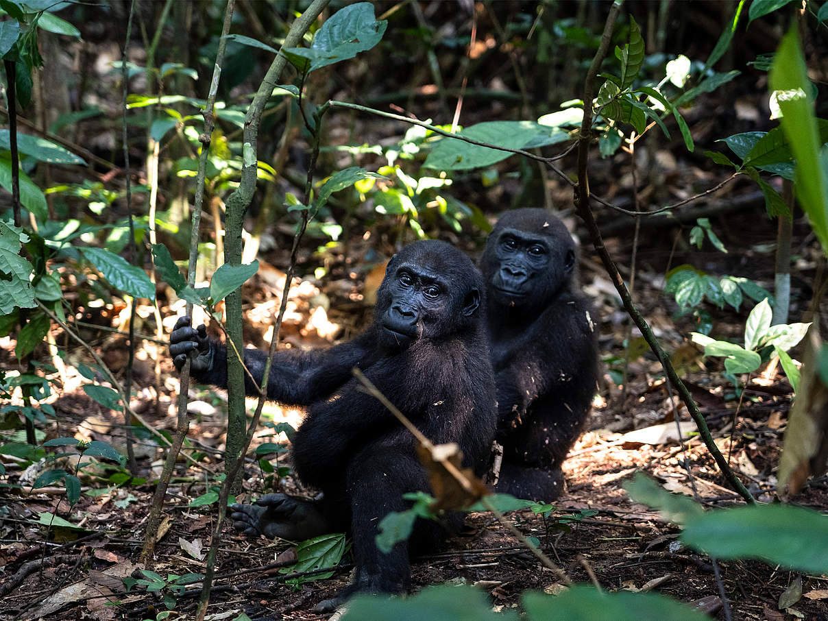 Zwei habituierte Flachlandgorillas in Dzanga-Sangha © Andy Isaacson / WWF US