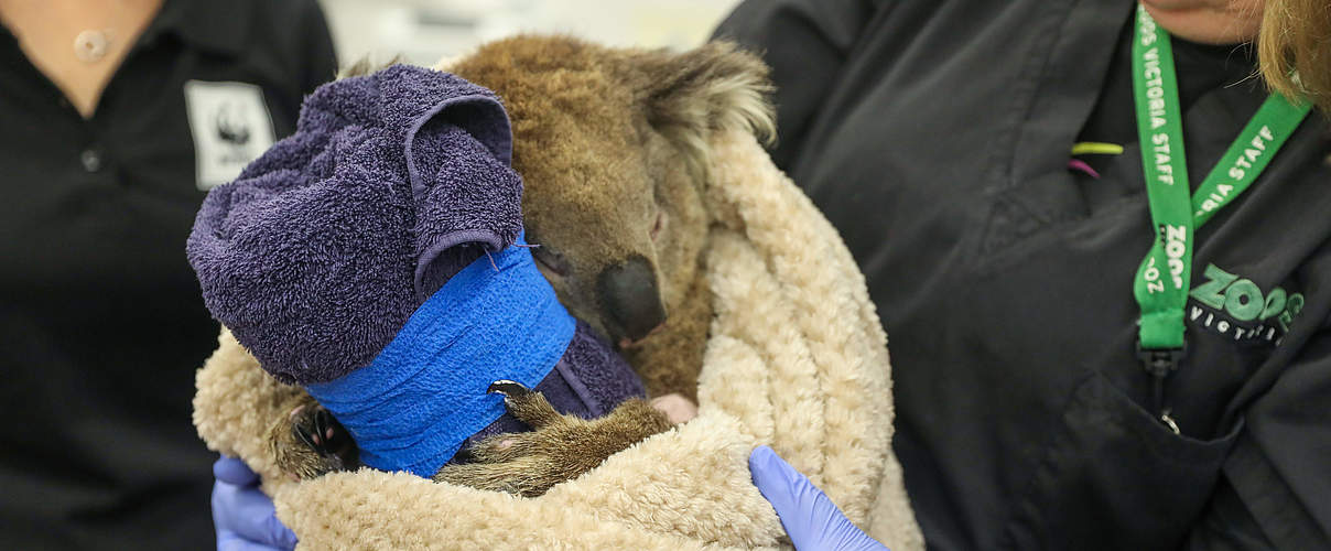 Verletzter Koala © WWF Australia / Veronica Joseph
