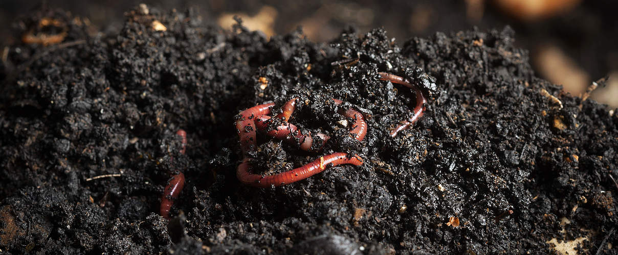 Selbstgemachter Kompost erfreut Garten und Regenwurm @ MementoImage / iStock / Getty Images