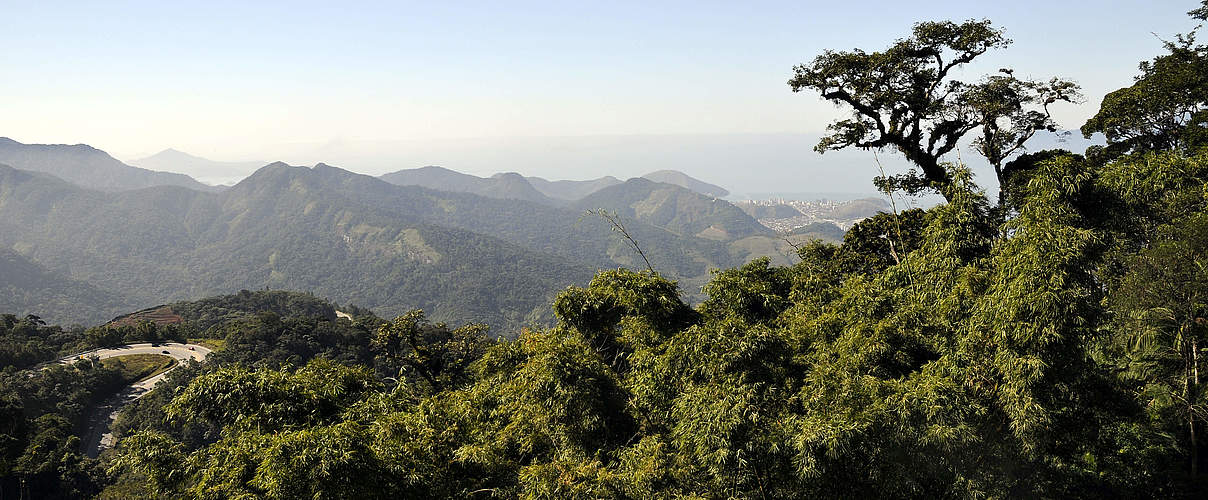 Mata Atlantica © Adriano Gambarini / WWF-Brasil