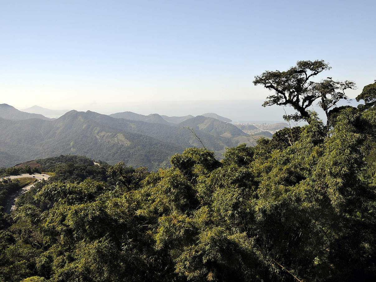 Mata Atlantica © Adriano Gambarini / WWF-Brasil