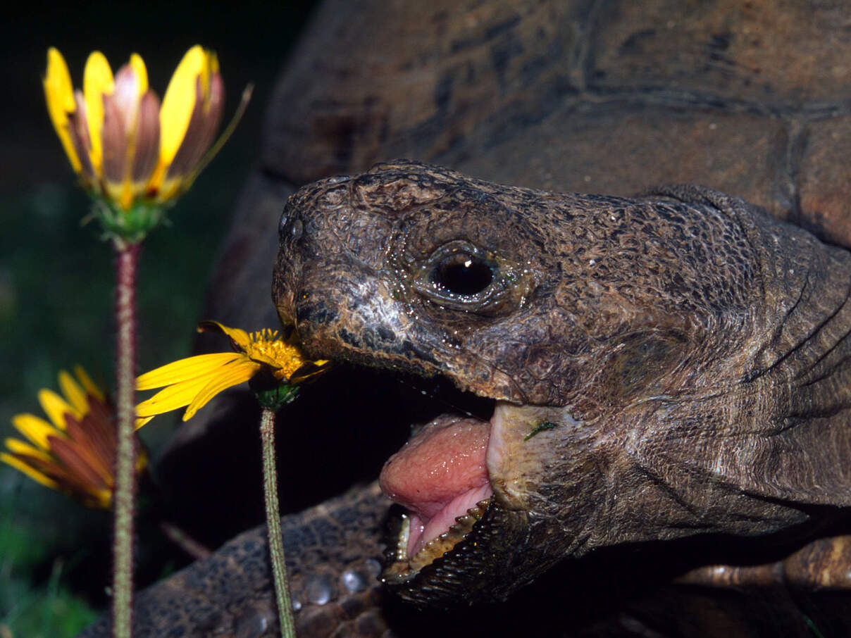 Pantherschildkröte frisst Blüte