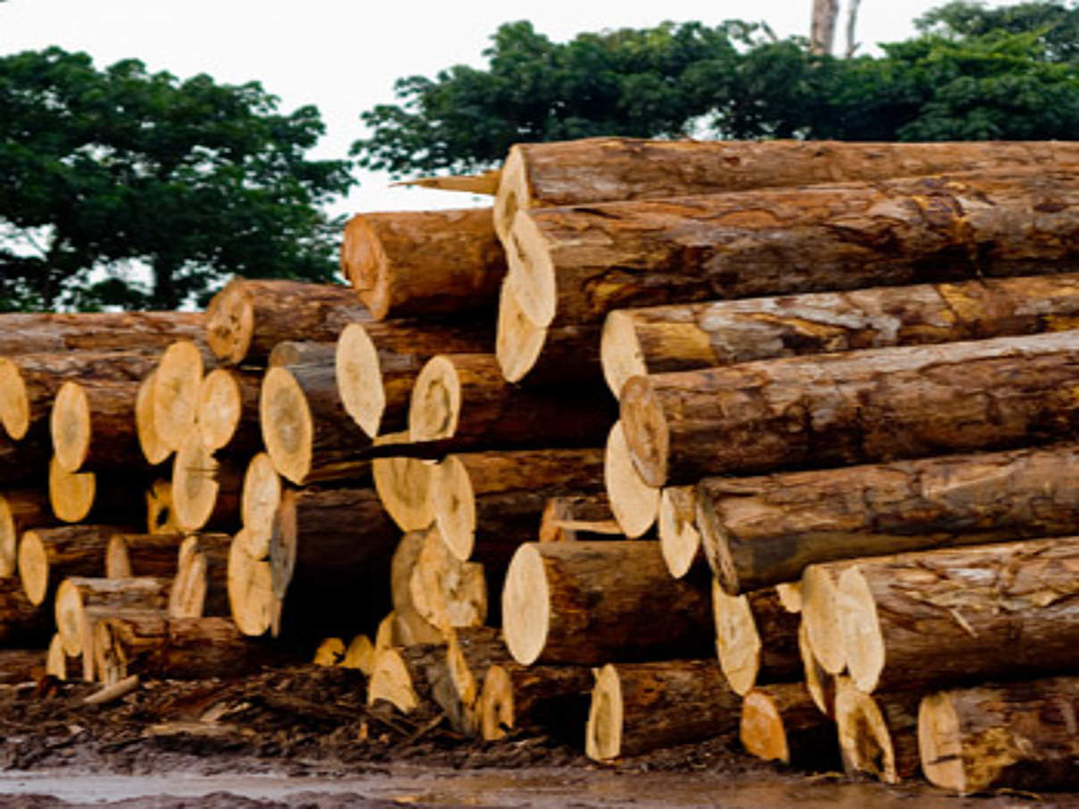 350 IMG 2555 Kongo Holzverarbeitung Saegewerk c Kalpesh Latigra WWF Unternehmen müssen ihrer Verantwortung für den Waldschutz gerecht werden. © Kalpesh Latigra / WWF
