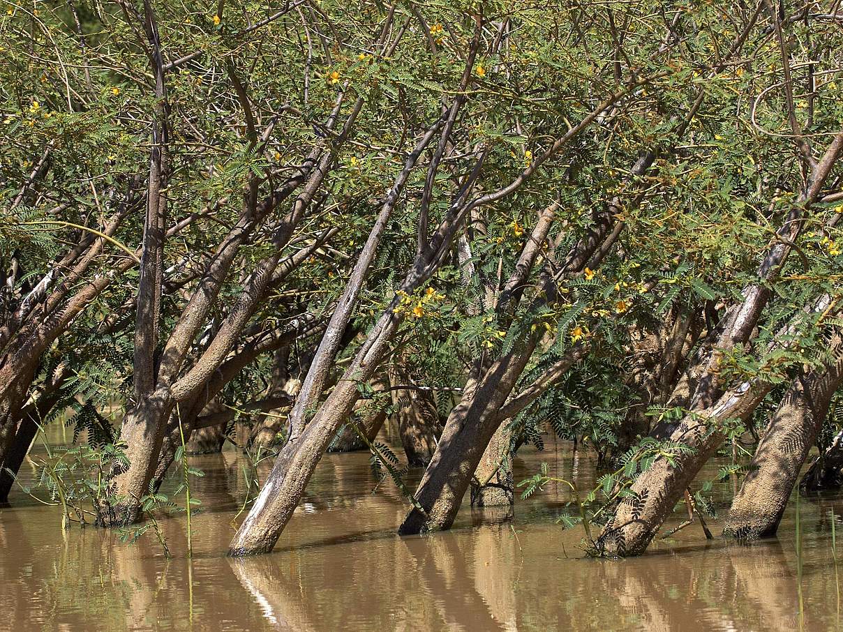 Balsabäume sind sehr anpassungsfähig und nicht sehr empfindlich © IMAGO imagebroker