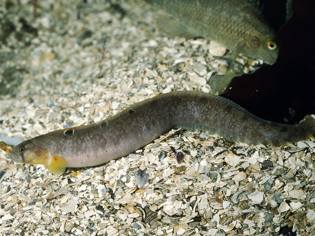 Atlantischer Butterfisch am Grund © IMAGO / Ardea