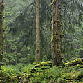 Nationalpark Bayerischer Wald © WWF