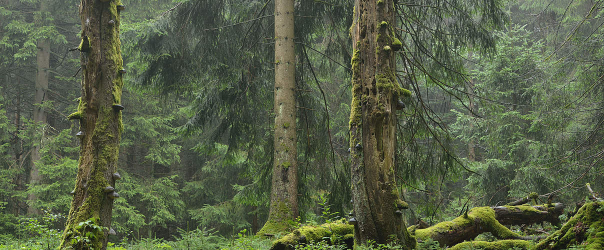 Nationalpark Bayerischer Wald © WWF