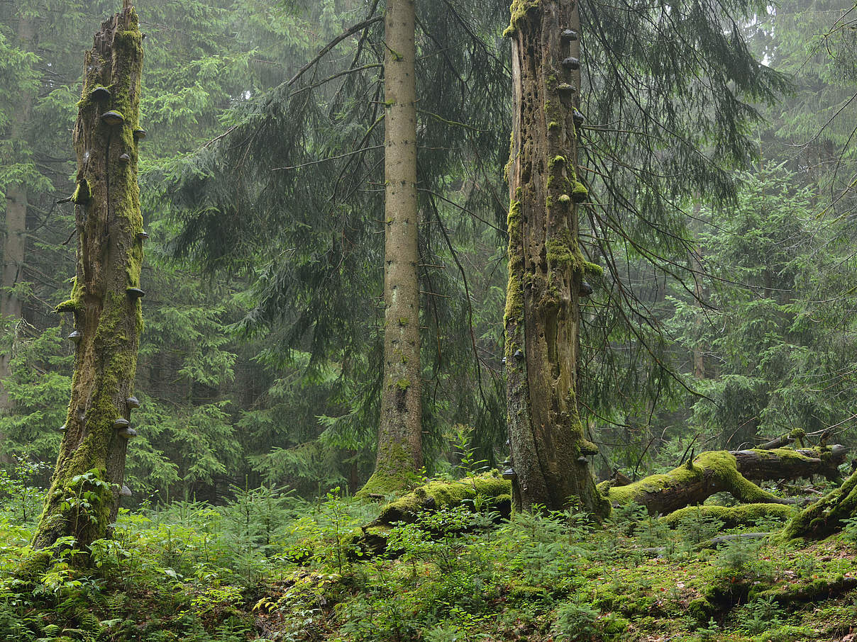 Nationalpark Bayerischer Wald © WWF