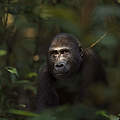 Tembo © naturepl.com / Anup Shah / WWF