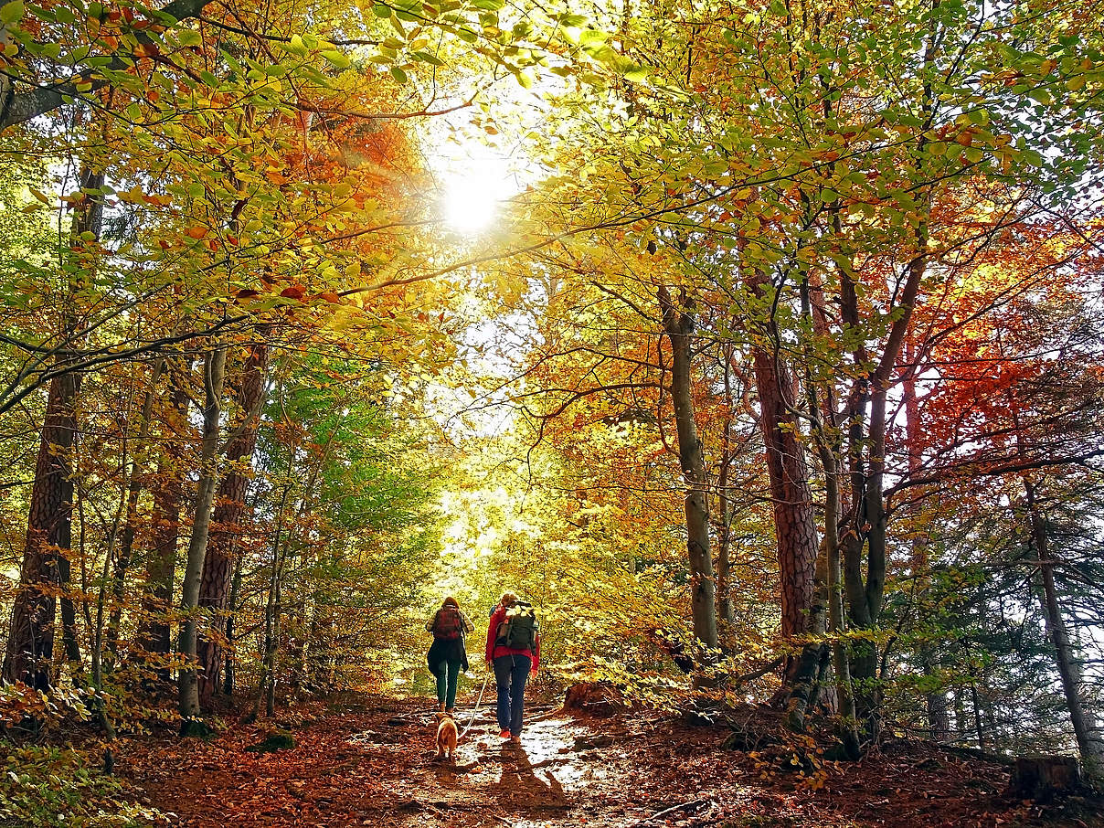 Wanderung in einem Wald im Herbst. © Anselm Baumgart / iStock / Getty Images
