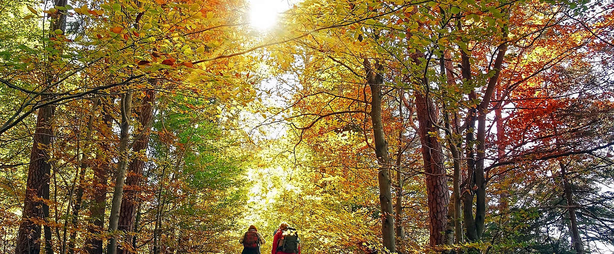 hike in the autumn forest
