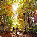 hike in the autumn forest