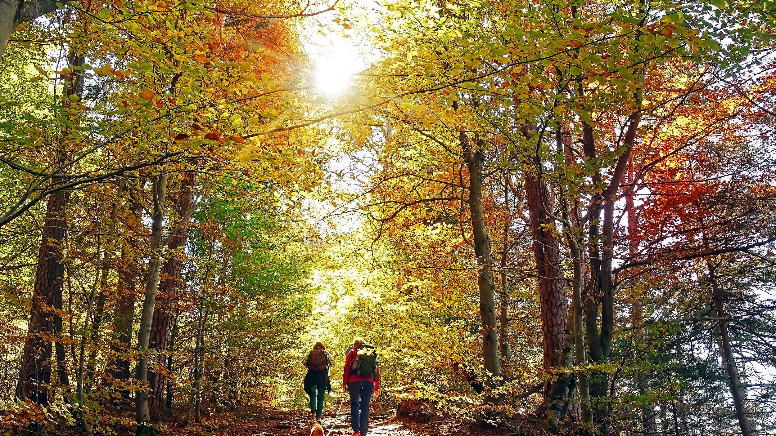 Wanderung im Herbstwald © Anselm Baumgart / iStock GettyImages