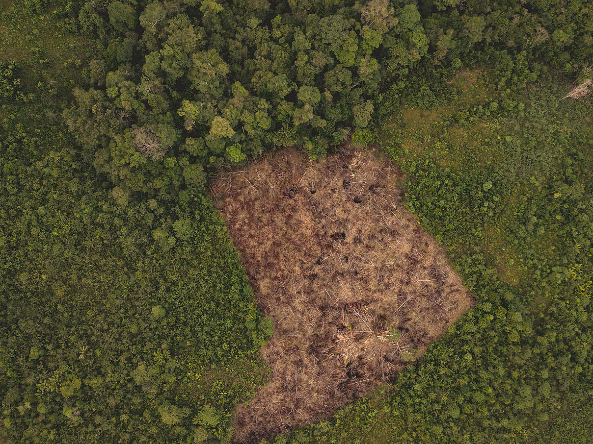 Abholzung im Amazonas Regenwald, La Chorrera © Luis Barreto / WWF UK