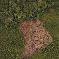 Abholzung im Amazonas Regenwald, La Chorrera © Luis Barreto / WWF UK