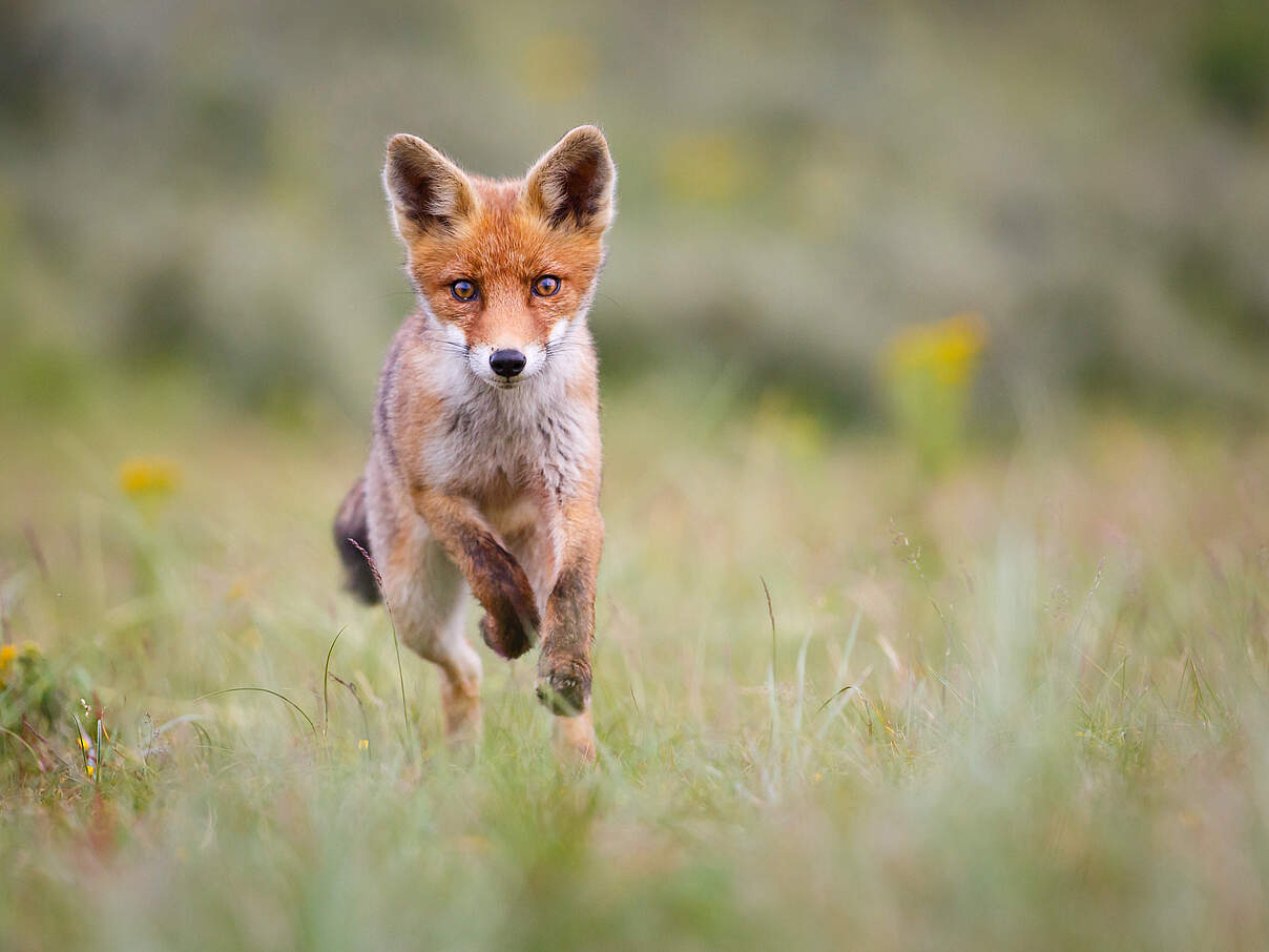 Junger Fuchs rennt über die Wiese