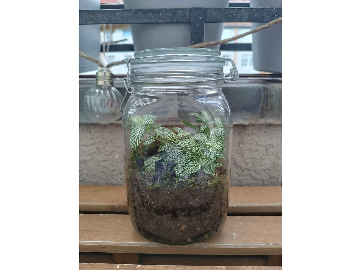 Gestalte deinen eigenen Regenwald im Glas