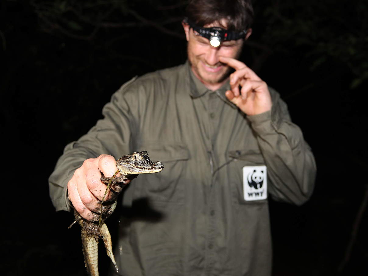 Dr. Dirk Embert mit einem kleinen Kaiman © Gesa Labahn / WWF