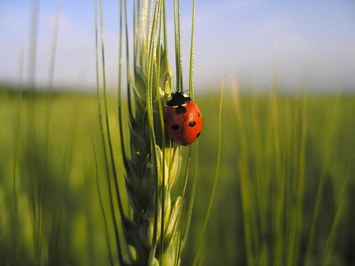 ladybird