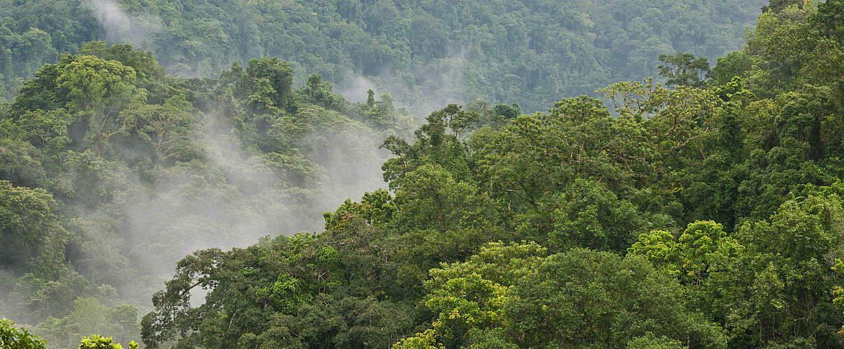 Regenwald auf den Salomon Inseln © Jürgen Freund / WWF