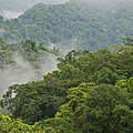 Regenwald auf den Salomon Inseln © Jürgen Freund / WWF