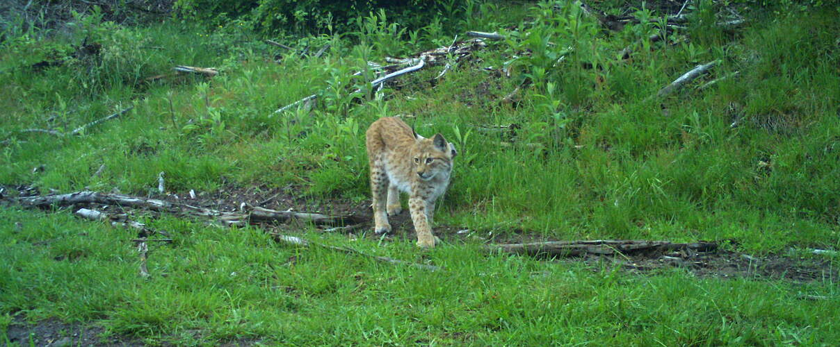 Luchsin Frieda in der Fotofalle © Luchs Thüringen