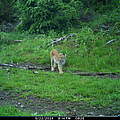 Luchsin Frieda in der Fotofalle © Luchs Thüringen