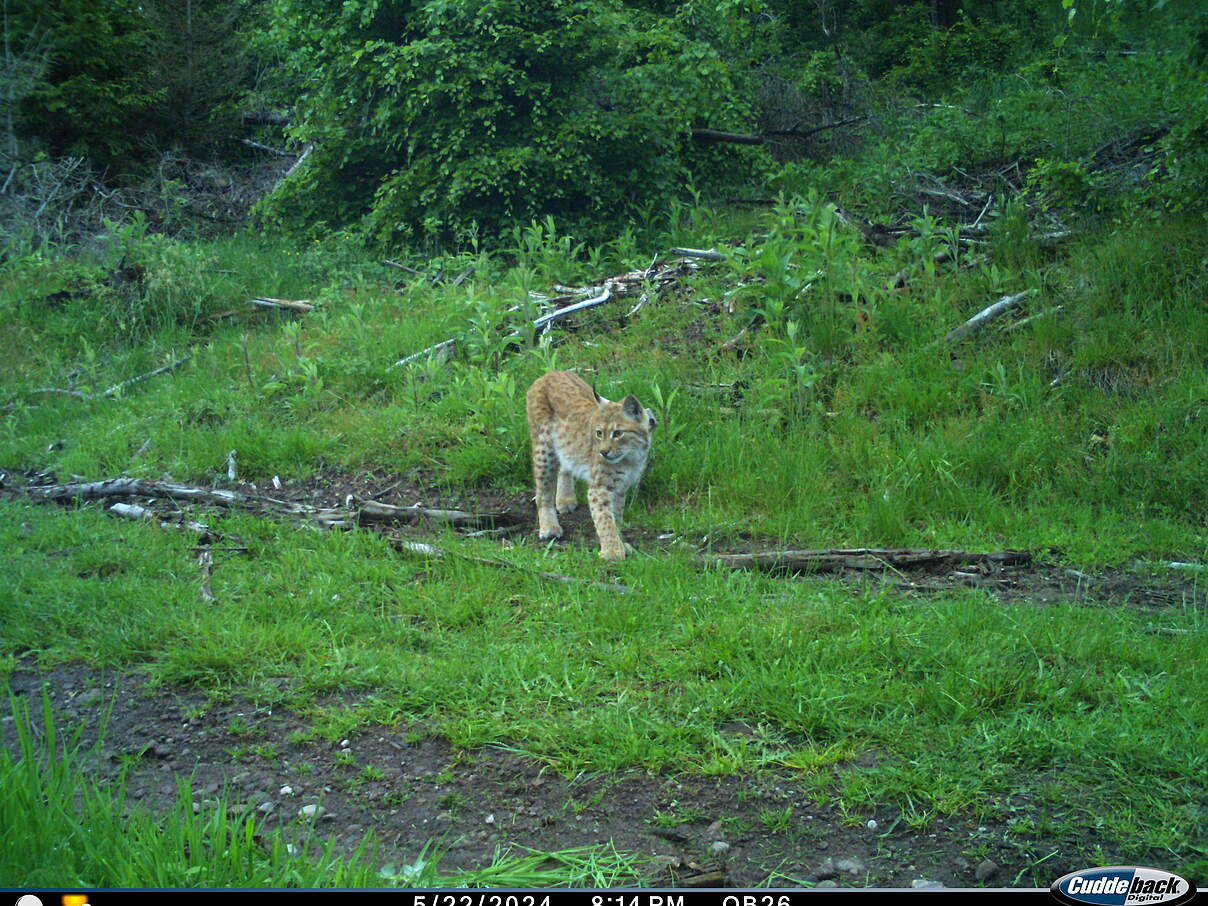 Luchsin Frieda in der Fotofalle © Luchs Thüringen