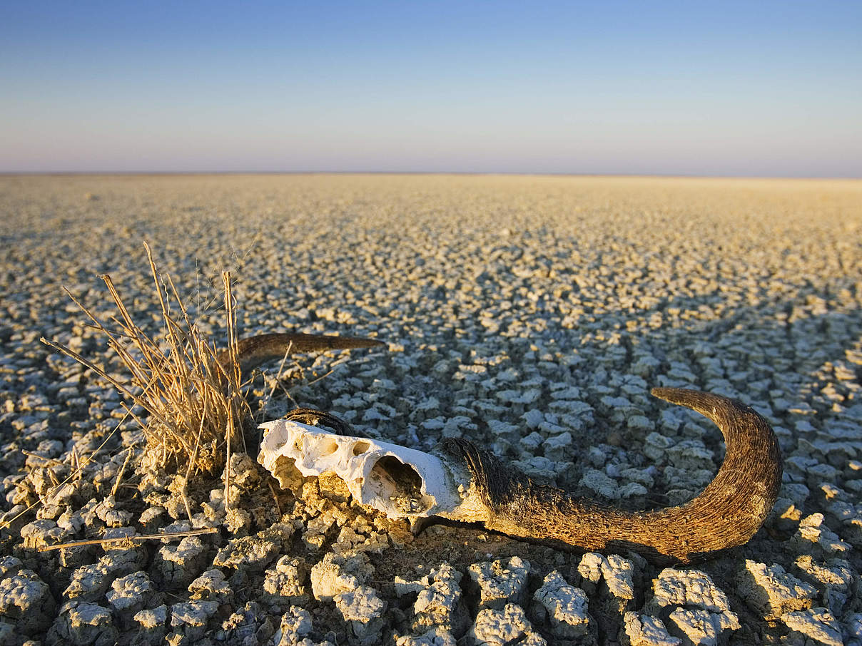 Ein Tierschädel liegt auf trockenem Land in Namibia © naturepl.com / Tony Heald / WWF