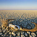 Ein Tierschädel liegt auf trockenem Land in Namibia © naturepl.com / Tony Heald / WWF