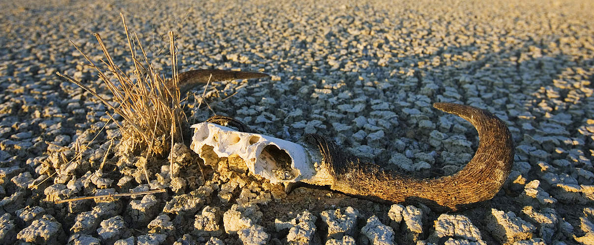 Ein Tierschädel liegt auf trockenem Land in Namibia © naturepl.com / Tony Heald / WWF
