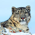 Schneeleopard © Klein & Hubert / WWF