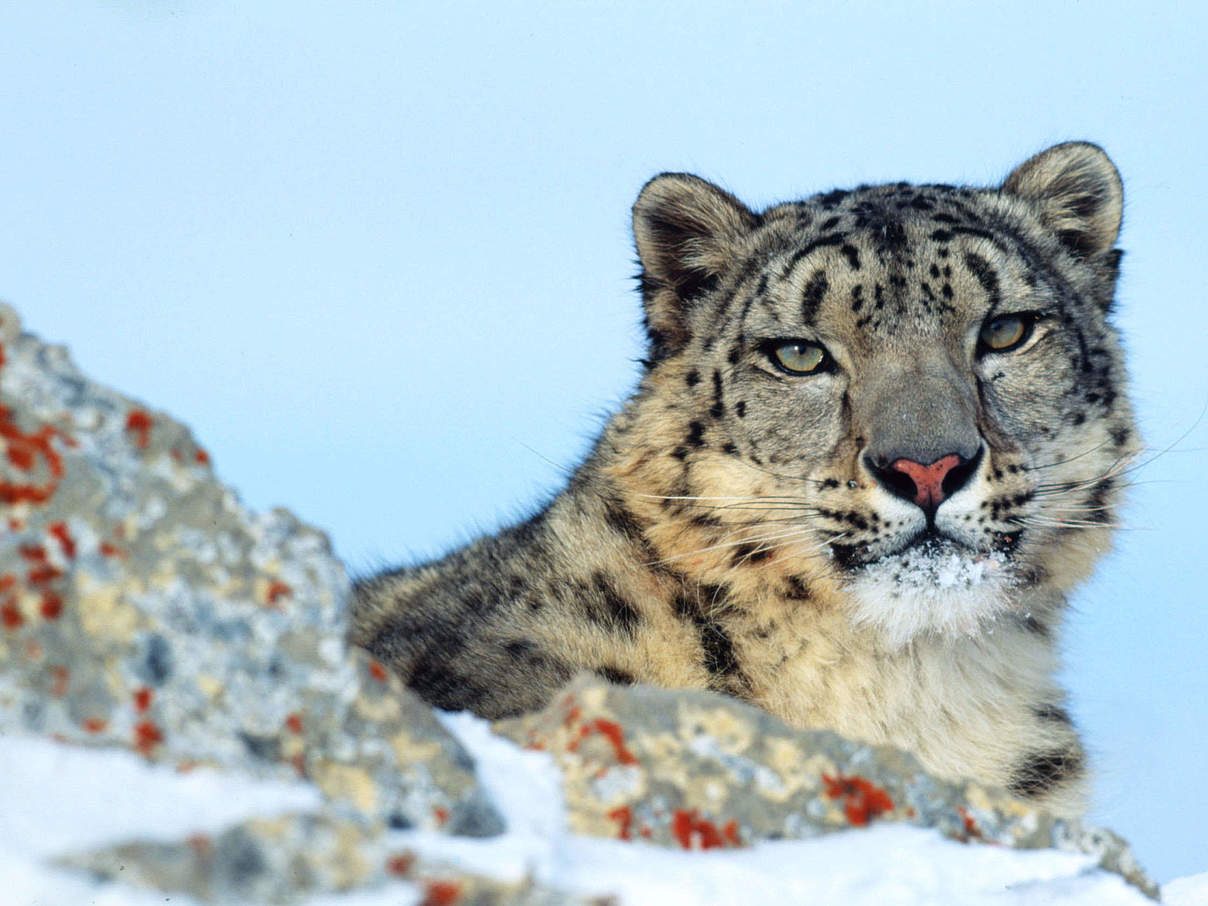 Schneeleopard © Klein & Hubert / WWF