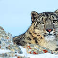 Schneeleopard © Klein & Hubert / WWF