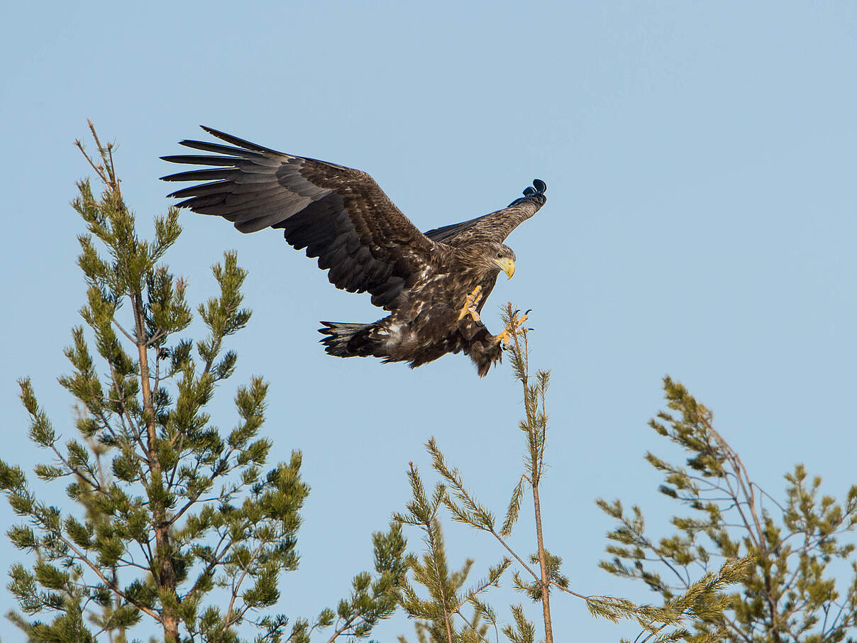 Seeadler beim Landeanflug © Ralph Frank / WWF