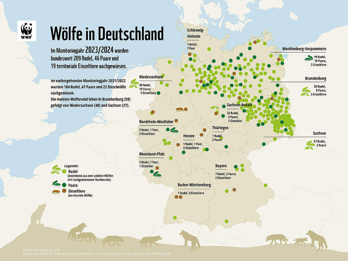 Wölfe in Deutschland © WWF