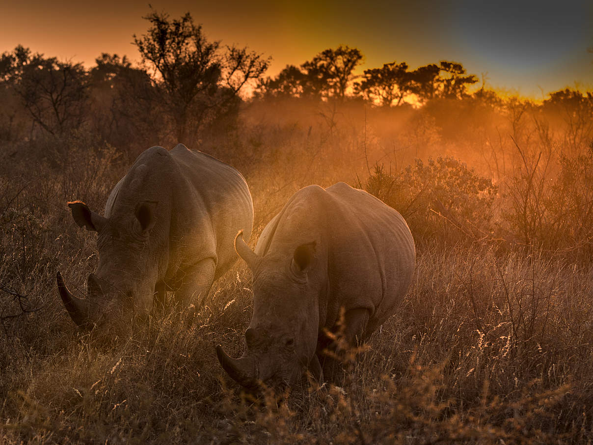 Breitmaulnashörner beim Grasen © Ralf Frank / WWF