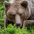 Braunbär in der Slowakei © Tomas Hulik