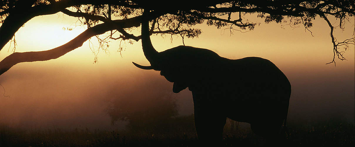 Elefant in Afrika © Martin Harvey / WWF Canon