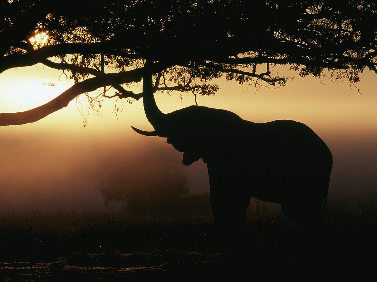 Elefant in Afrika © Martin Harvey / WWF Canon