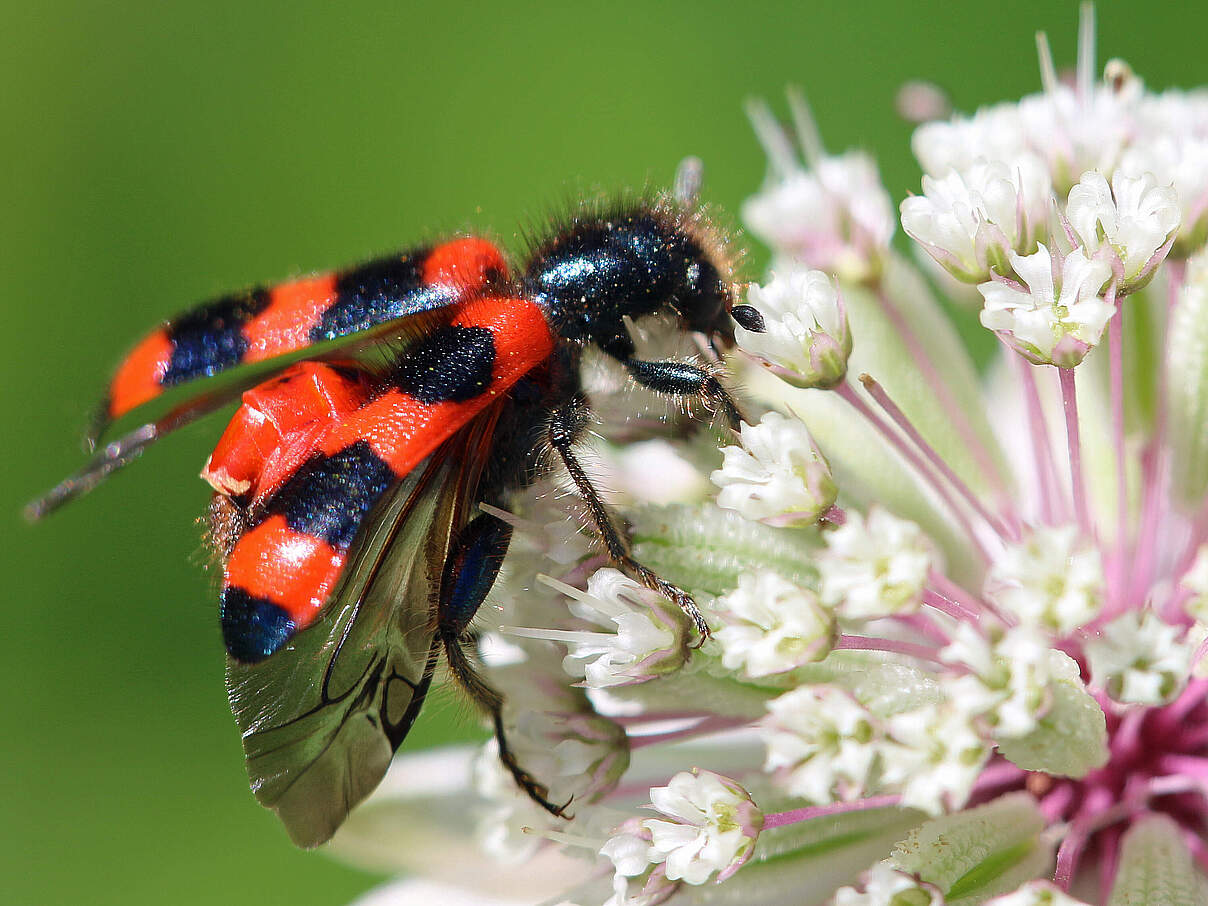 Gemeiner Bienenkäfer