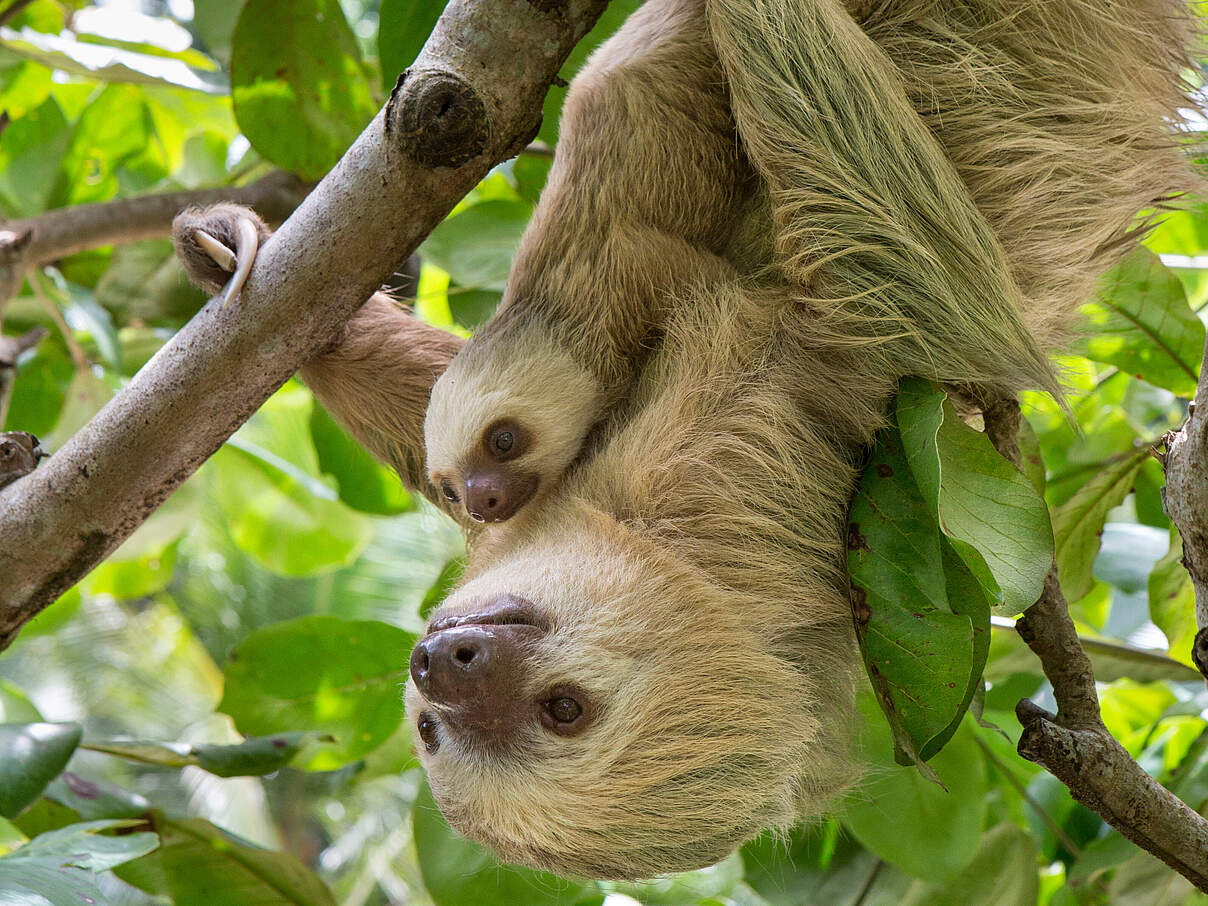 Hoffmann-Zweifinger-Faultier Mutter mit Baby