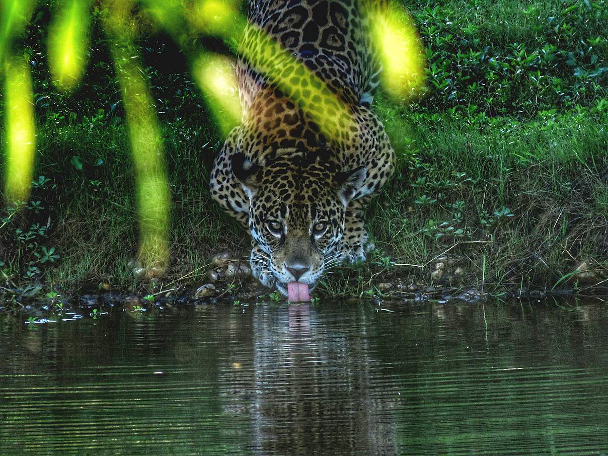 Ein Jaguar trinkt aus dem Fluss © Maurício Abib/ WWF Brazil