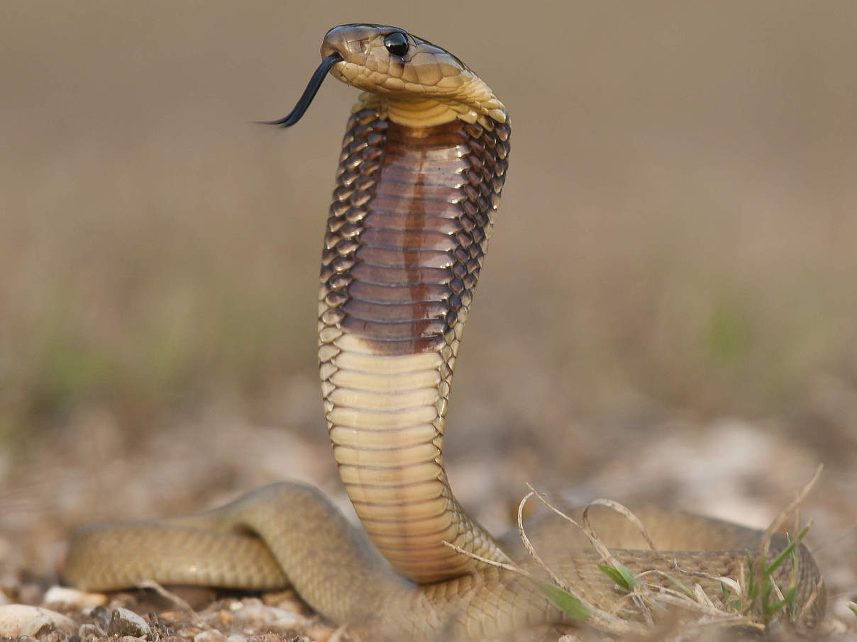 Kobra © Peter Chadwick / WWF
