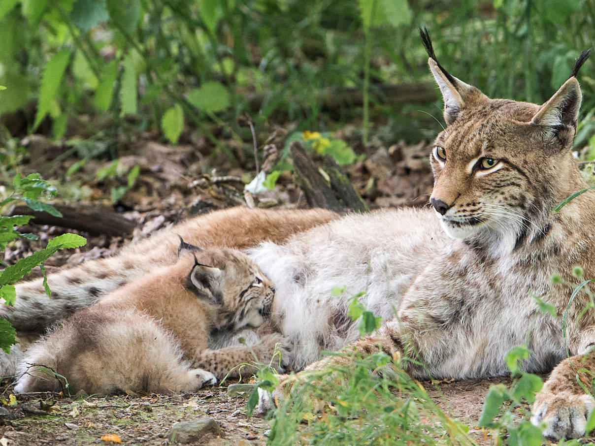 Luchsjunges beim Säugen © Ralph Frank / WWF